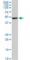 FBXL3 Antibody (monoclonal) (M03)