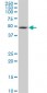 FBXL3 Antibody (monoclonal) (M03)
