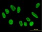 FBXO11 Antibody (monoclonal) (M01)