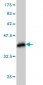 FBXO11 Antibody (monoclonal) (M01)