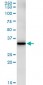 FBXO6 Antibody (monoclonal) (M01)