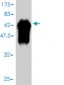 FBXO6 Antibody (monoclonal) (M01)