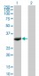 FBXO6 Antibody (monoclonal) (M01)