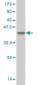 FBXW7 Antibody (monoclonal) (M02)