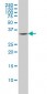 FCER1A Antibody (monoclonal) (M01)