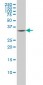 FCER1A Antibody (monoclonal) (M01)