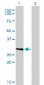 FCER1A Antibody (monoclonal) (M01)