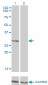 FCER1A Antibody (monoclonal) (M01)