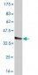 FCGR2A Antibody (monoclonal) (M06)