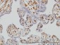 FCGR2B Antibody (monoclonal) (M01)