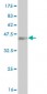 FCGR2B Antibody (monoclonal) (M01)