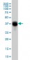 FCGR2B Antibody (monoclonal) (M01)
