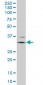 FCGR3A Antibody (monoclonal) (M03)