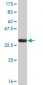 FEN1 Antibody (monoclonal) (M01A)
