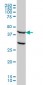 FEN1 Antibody (monoclonal) (M01A)