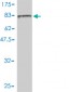 FES Antibody (monoclonal) (M01)