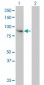 FES Antibody (monoclonal) (M01)