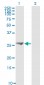 FGF21 Antibody (monoclonal) (M01)