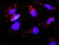 FGF8 Antibody (monoclonal) (M05)