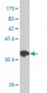 FGFR1OP2 Antibody (monoclonal) (M01)