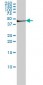 FGG Antibody (monoclonal) (M01)