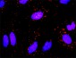 FGG Antibody (monoclonal) (M01)