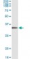 FGL1 Antibody (monoclonal) (M01)