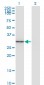FGL1 Antibody (monoclonal) (M01)