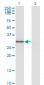 FGL1 Antibody (monoclonal) (M01)