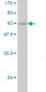 FGL1 Antibody (monoclonal) (M06)