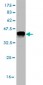 FGL2 Antibody (monoclonal) (M01)