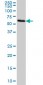 FGL2 Antibody (monoclonal) (M01)