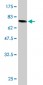 FH Antibody (monoclonal) (M07)