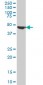 FH Antibody (monoclonal) (M07)