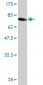 FH Antibody (monoclonal) (M09)