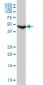 FH Antibody (monoclonal) (M09)