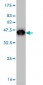 FHL1 Antibody (monoclonal) (M01)