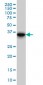 FHL1 Antibody (monoclonal) (M01)