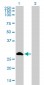 FHL1 Antibody (monoclonal) (M01)