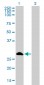 FHL1 Antibody (monoclonal) (M01)