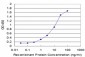 FHL1 Antibody (monoclonal) (M05)