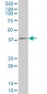 FHL1 Antibody (monoclonal) (M05)