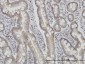 FIS1 Antibody (monoclonal) (M01)