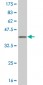 FIS1 Antibody (monoclonal) (M01)