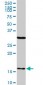 FIS1 Antibody (monoclonal) (M01)