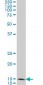 FIS1 Antibody (monoclonal) (M01)