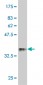 FKBP10 Antibody (monoclonal) (M01)