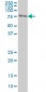 FKBP10 Antibody (monoclonal) (M01)