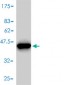 FKBP1A Antibody (monoclonal) (M01)