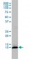 FKBP1A Antibody (monoclonal) (M01)